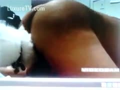 Small white pooch licking his master's fat wet crack